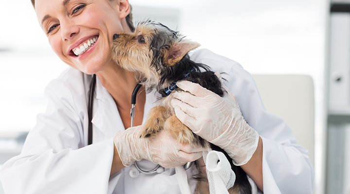 Veterinário e dono examinando um animal de estimação, simbolizando a área legal de saúde animal.